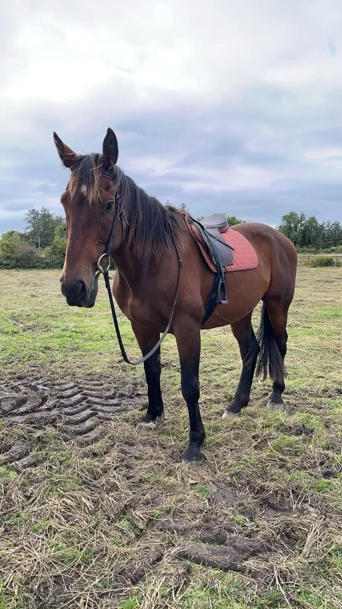 Irish sports horse - Image 2