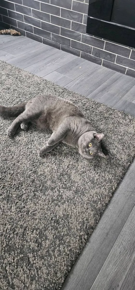 Cat , British short hair grey - Image 1