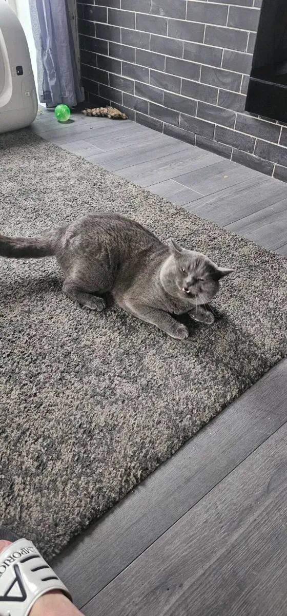 Cat , British short hair grey - Image 2