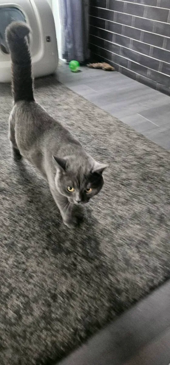 Cat , British short hair grey - Image 3