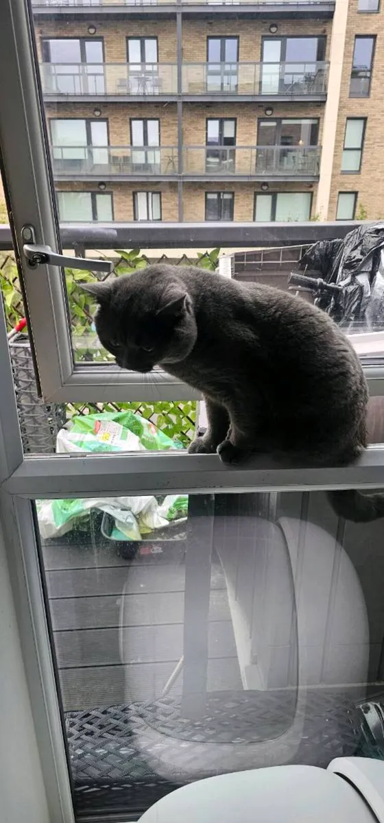 Cat , British short hair grey - Image 4