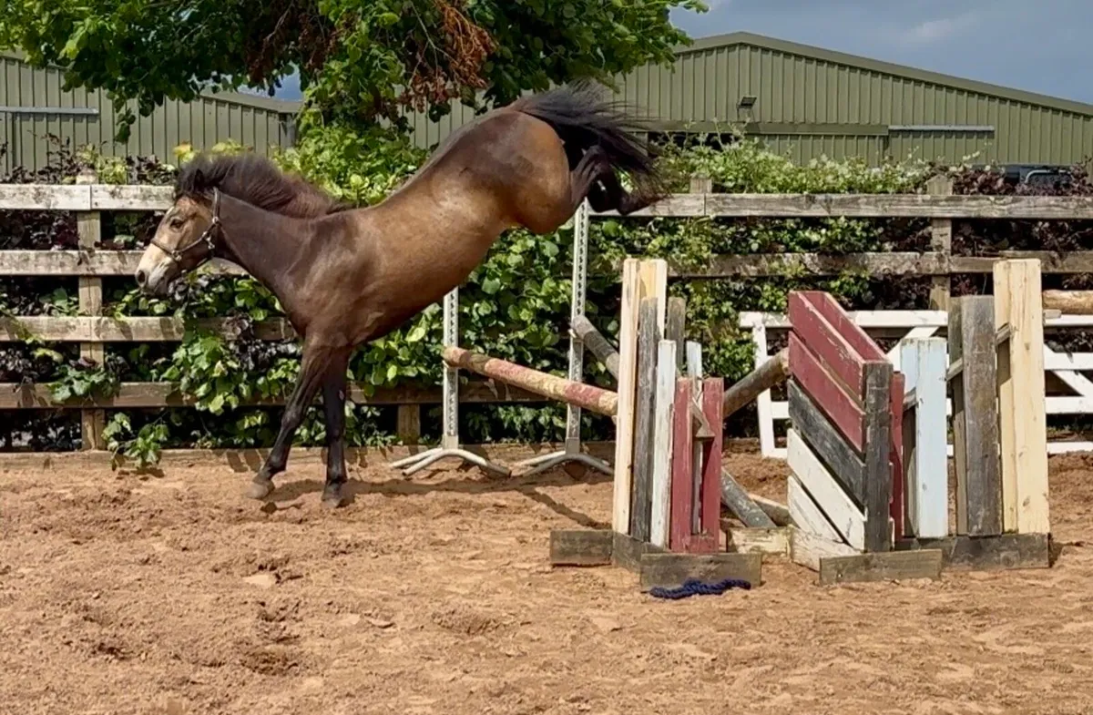 Beautiful Connemara gelding - Image 1