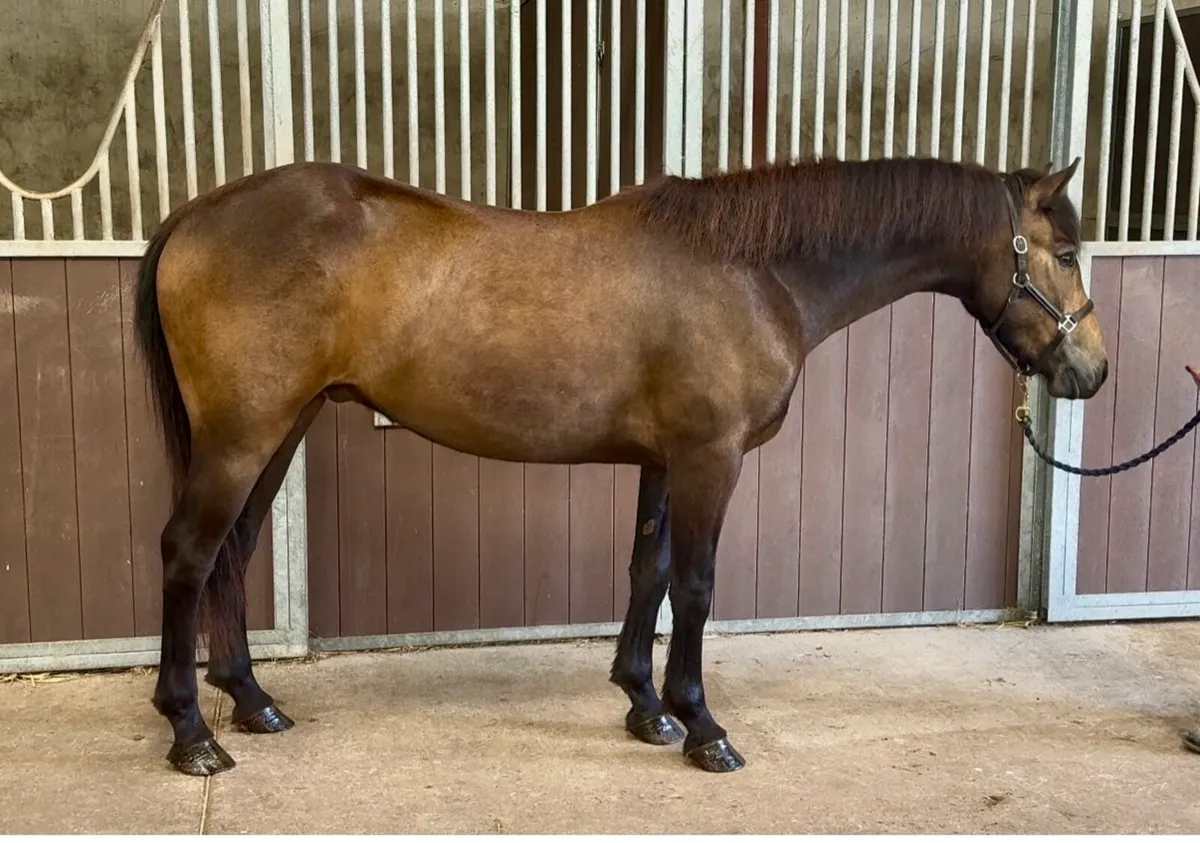 Beautiful Connemara gelding - Image 2