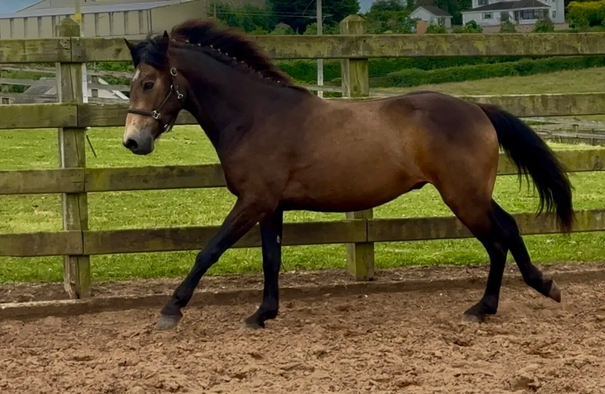 Beautiful Connemara gelding - Image 3