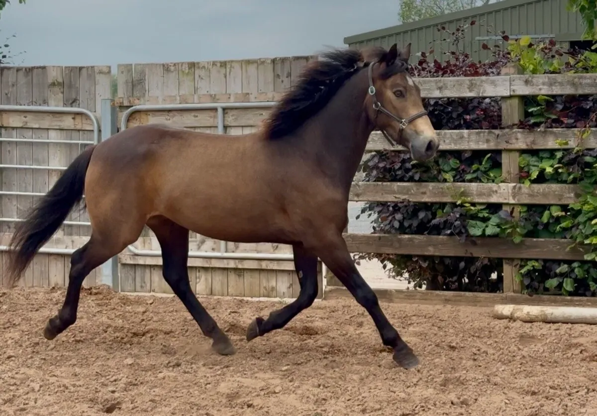 Beautiful Connemara gelding - Image 4