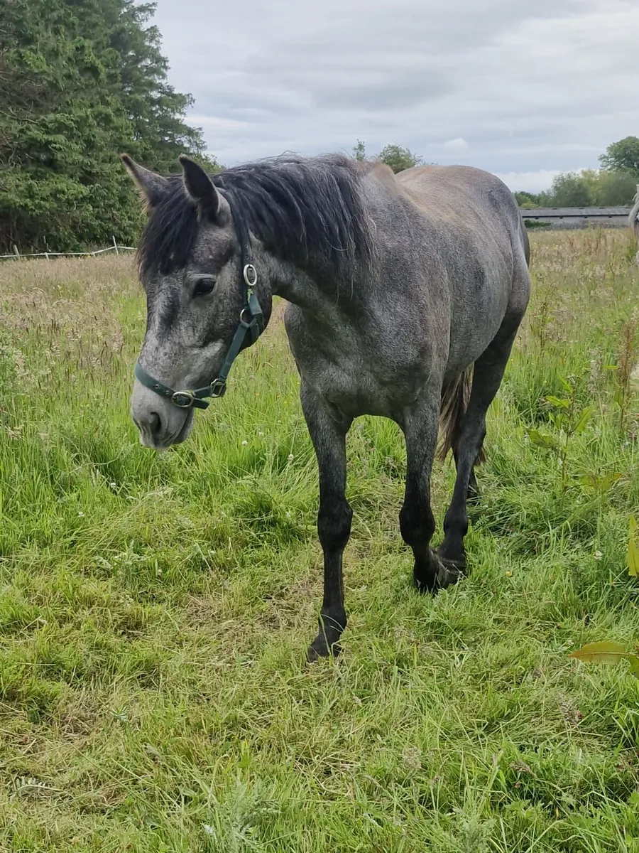 Connemara Draught Cross 3-year-old - Image 3