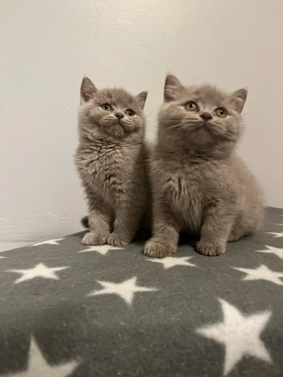 British blue short hair kittens - Image 1
