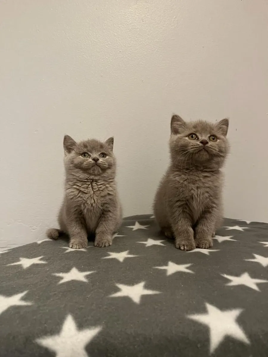 British blue short hair kittens - Image 2