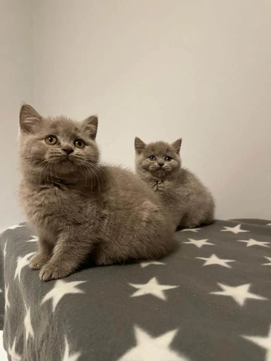 British blue short hair kittens - Image 3