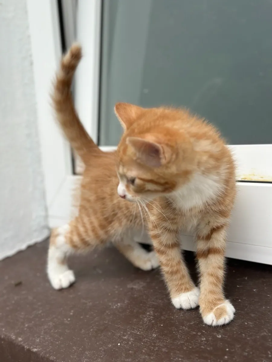 Ginger Kittens - Image 3