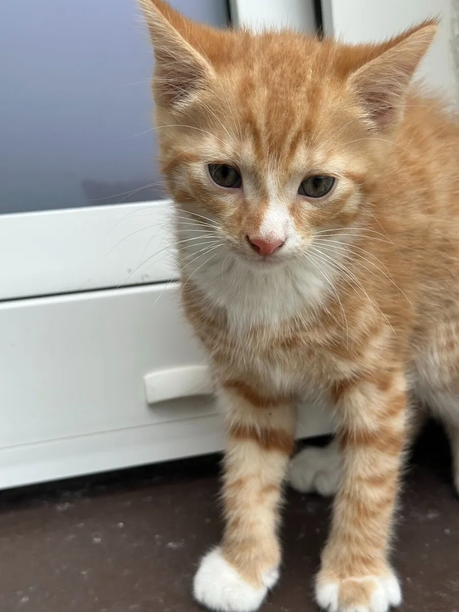 Ginger Kittens - Image 4