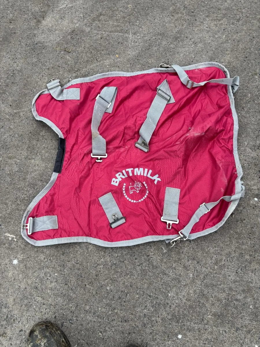 Calf coats - Image 2