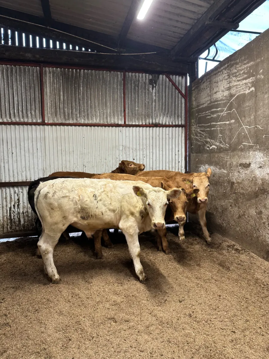 Charolais and lim bullocks - Image 1