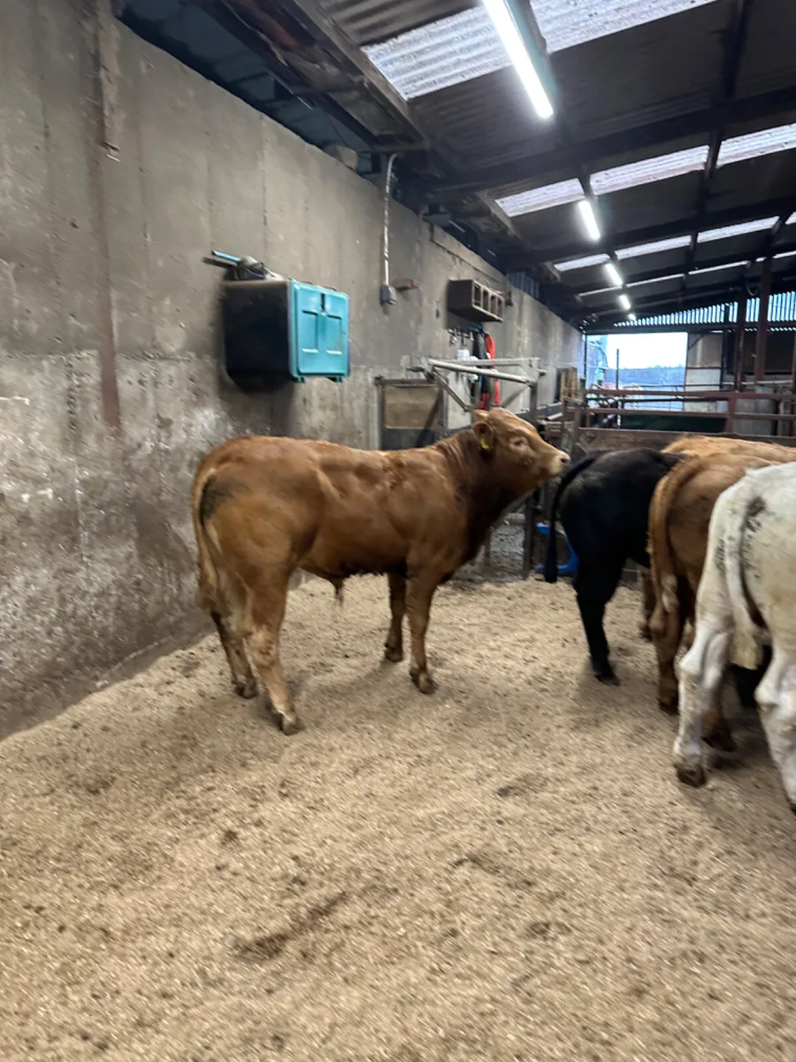 Charolais and lim bullocks - Image 3