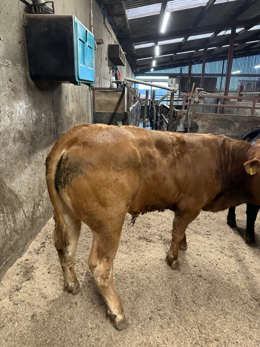 Charolais and lim bullocks - Image 4