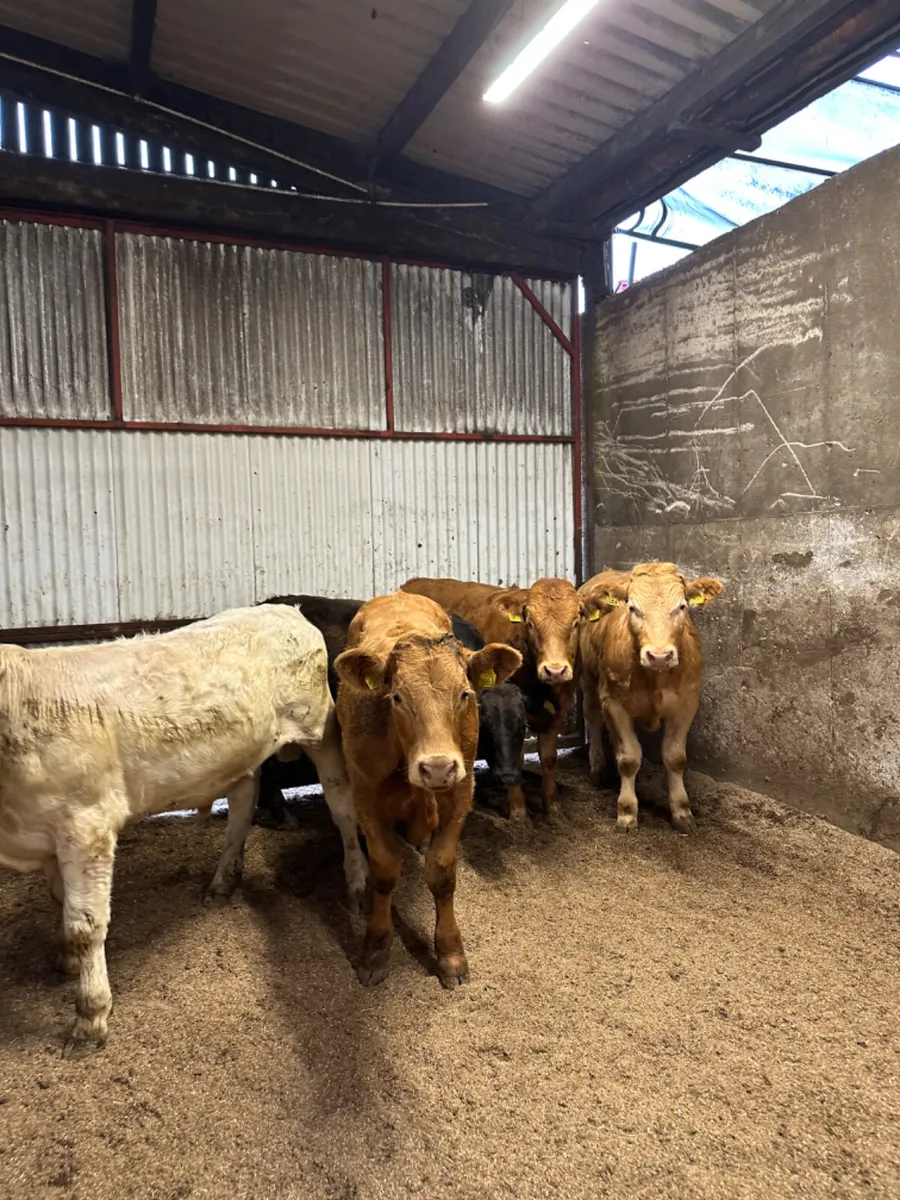 Charolais and lim bullocks - Image 2