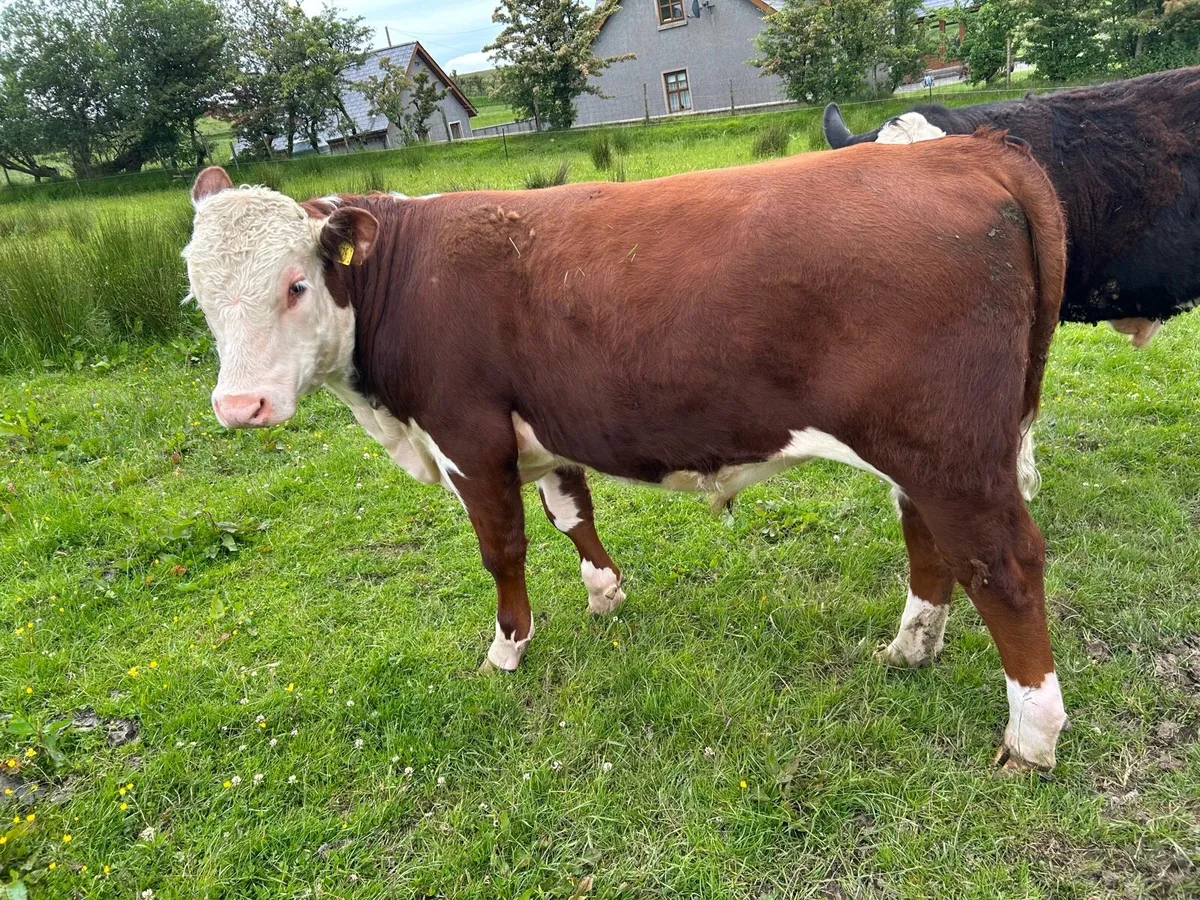 Hereford Bull - Image 4