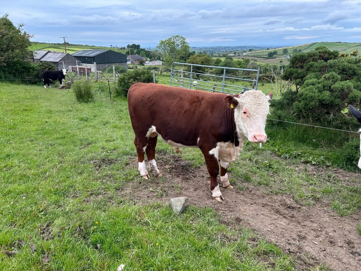 Hereford Bull - Image 3
