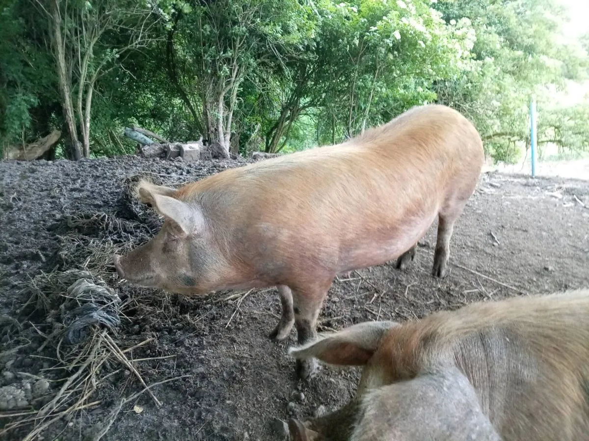 Sow - Image 1