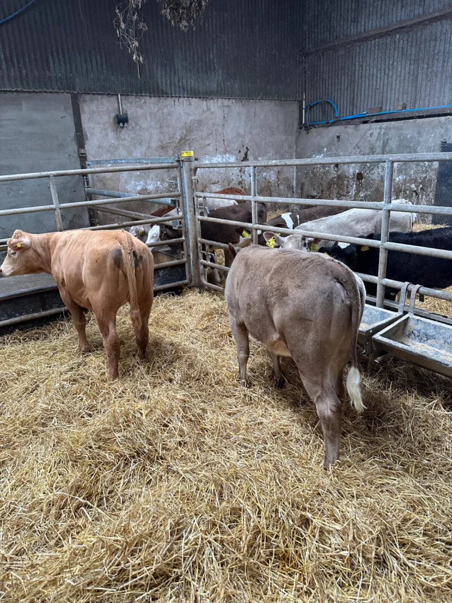 Charolais heifers - Image 3
