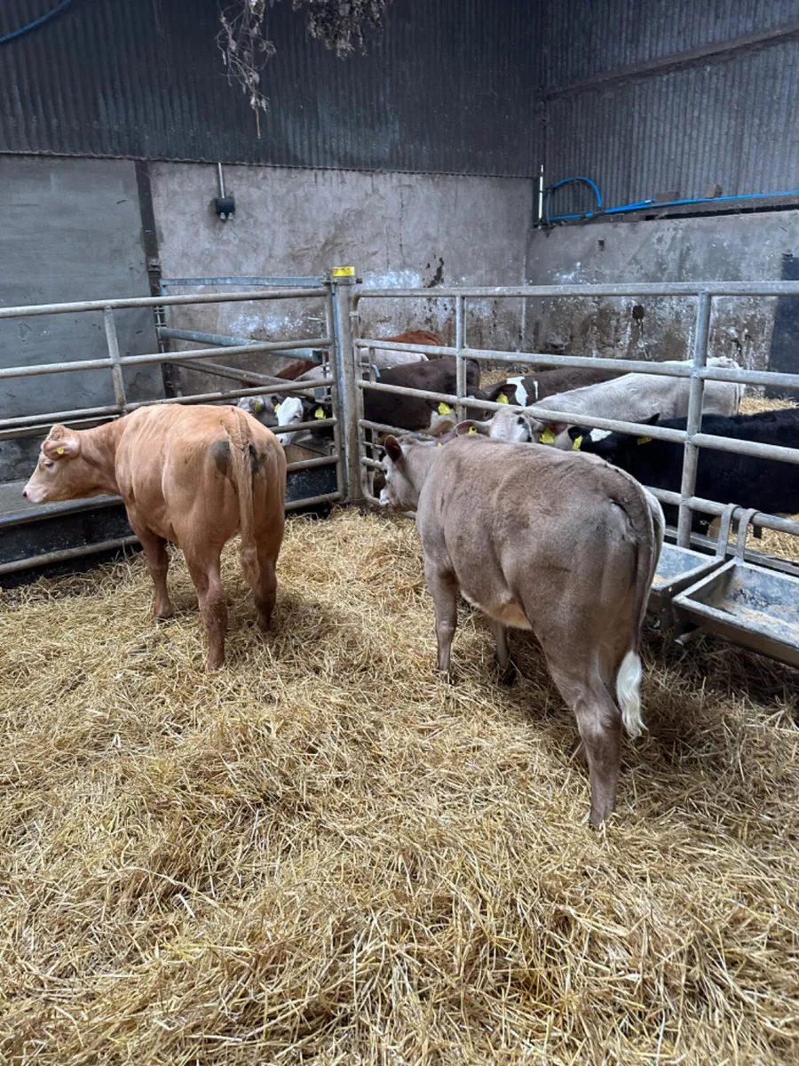 Charolais heifers - Image 1