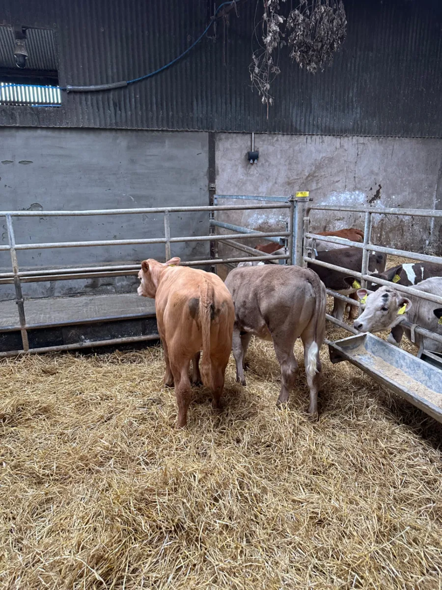 Charolais heifers - Image 2