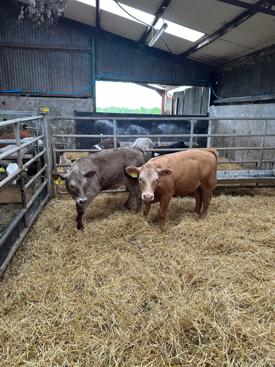 Charolais heifers - Image 4