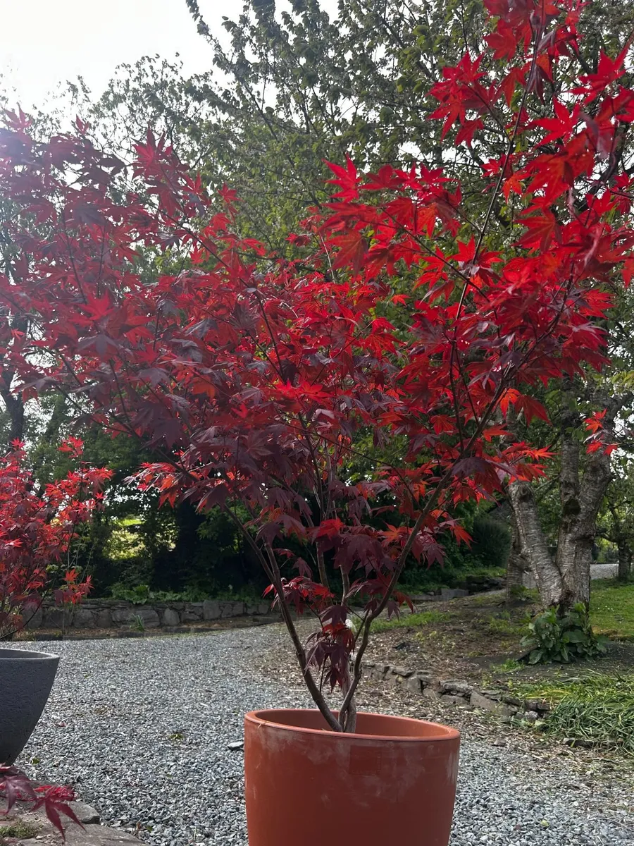 Japanese Acer palmatum trees for sale - Image 1