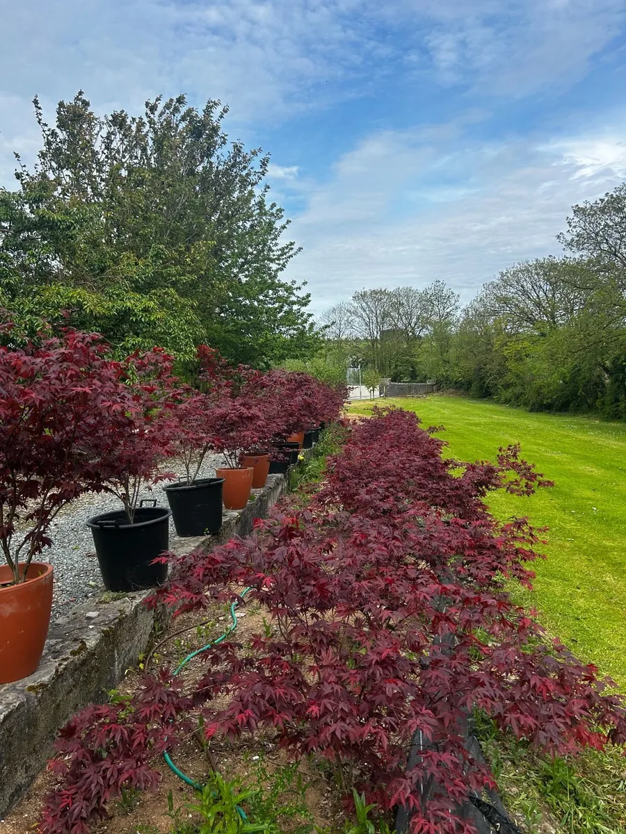 Japanese Acer palmatum trees for sale - Image 2