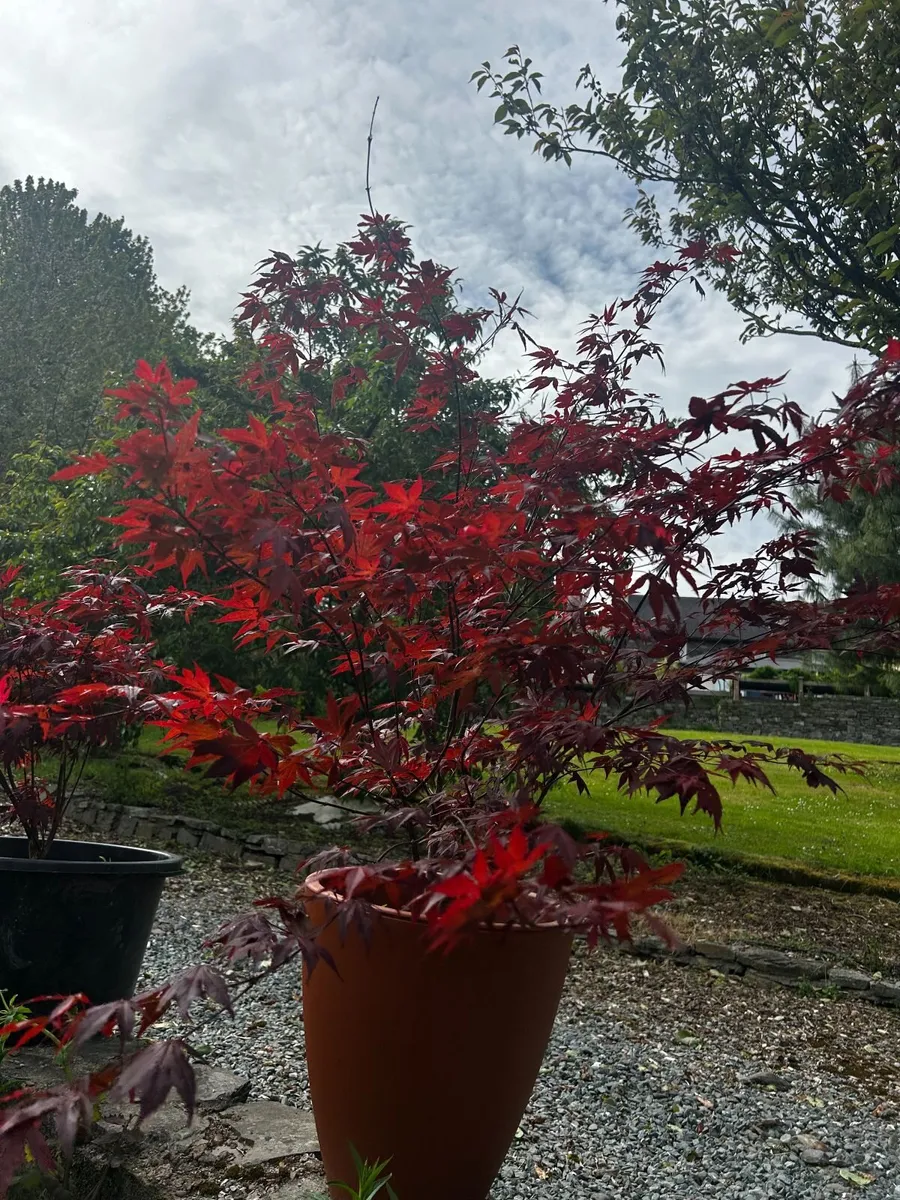 Japanese Acer palmatum trees for sale - Image 3