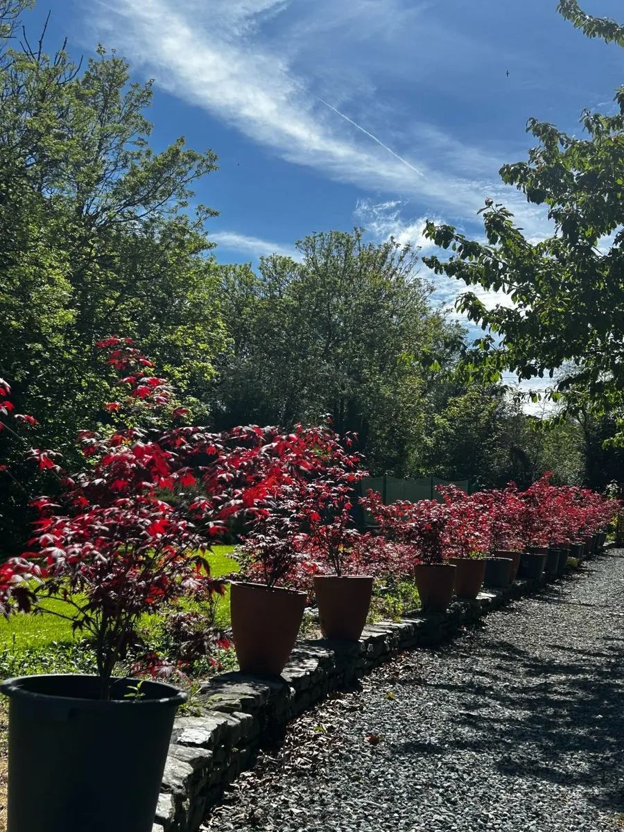 Japanese Acer palmatum trees for sale - Image 4