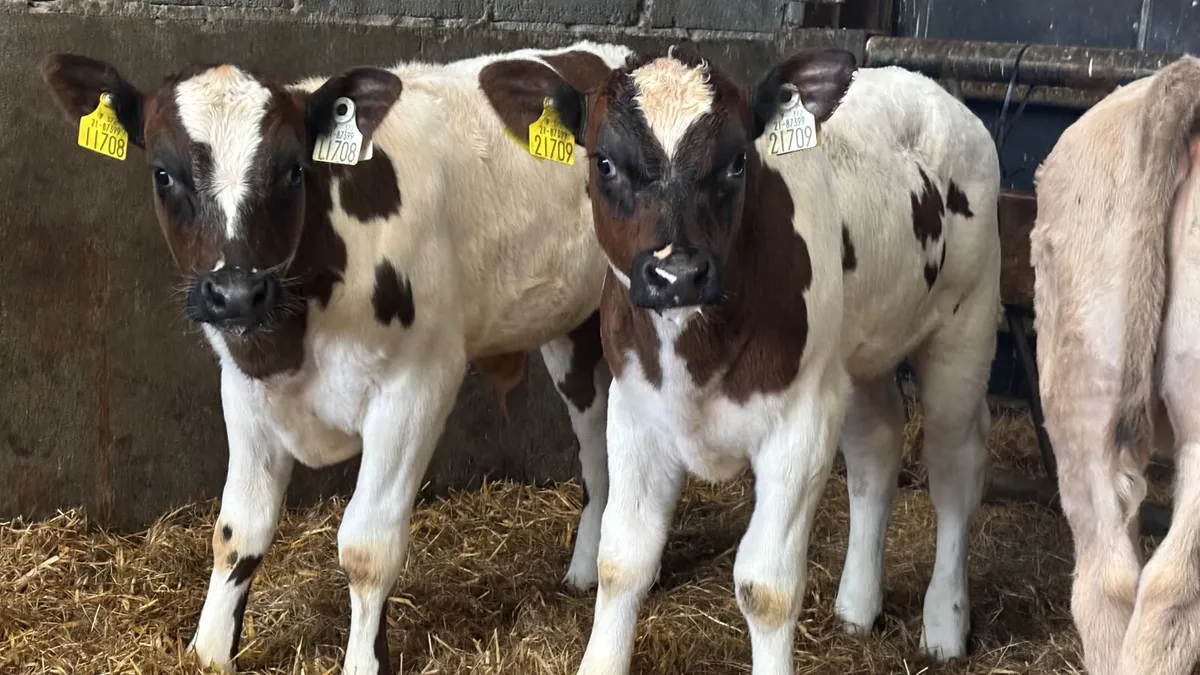 2 Super Belgian Blue Bull Calves - Image 1