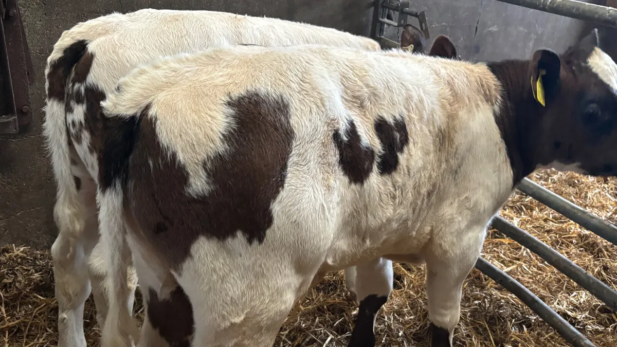 2 Super Belgian Blue Bull Calves - Image 4