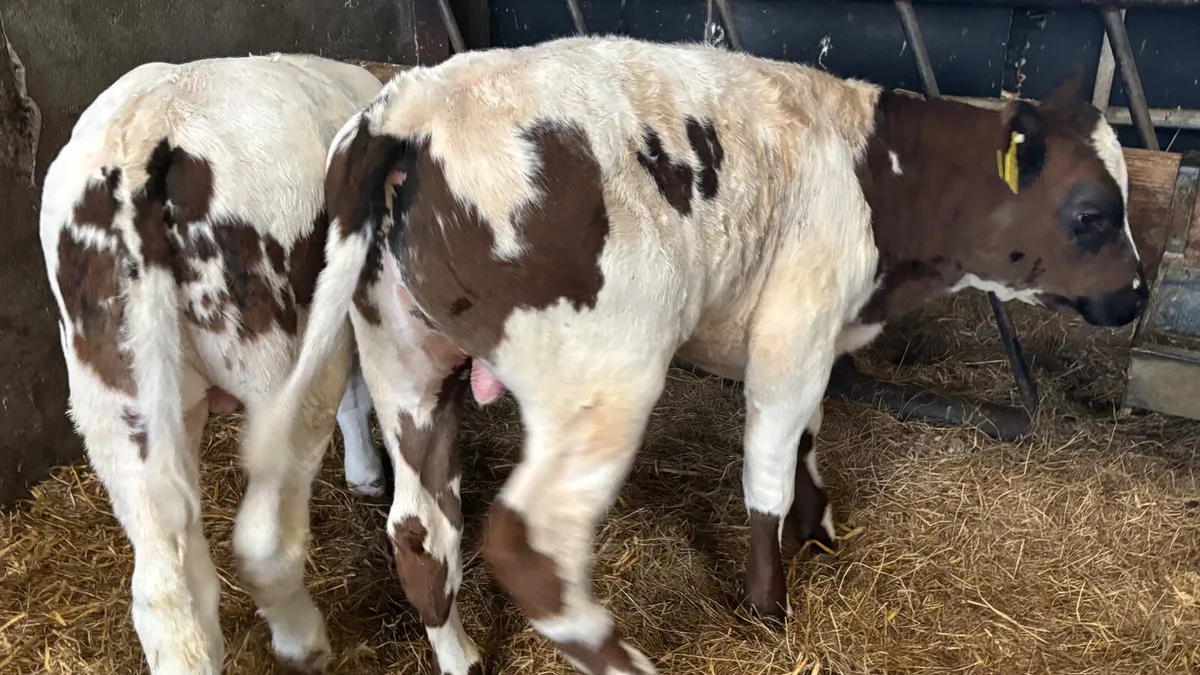 2 Super Belgian Blue Bull Calves - Image 3