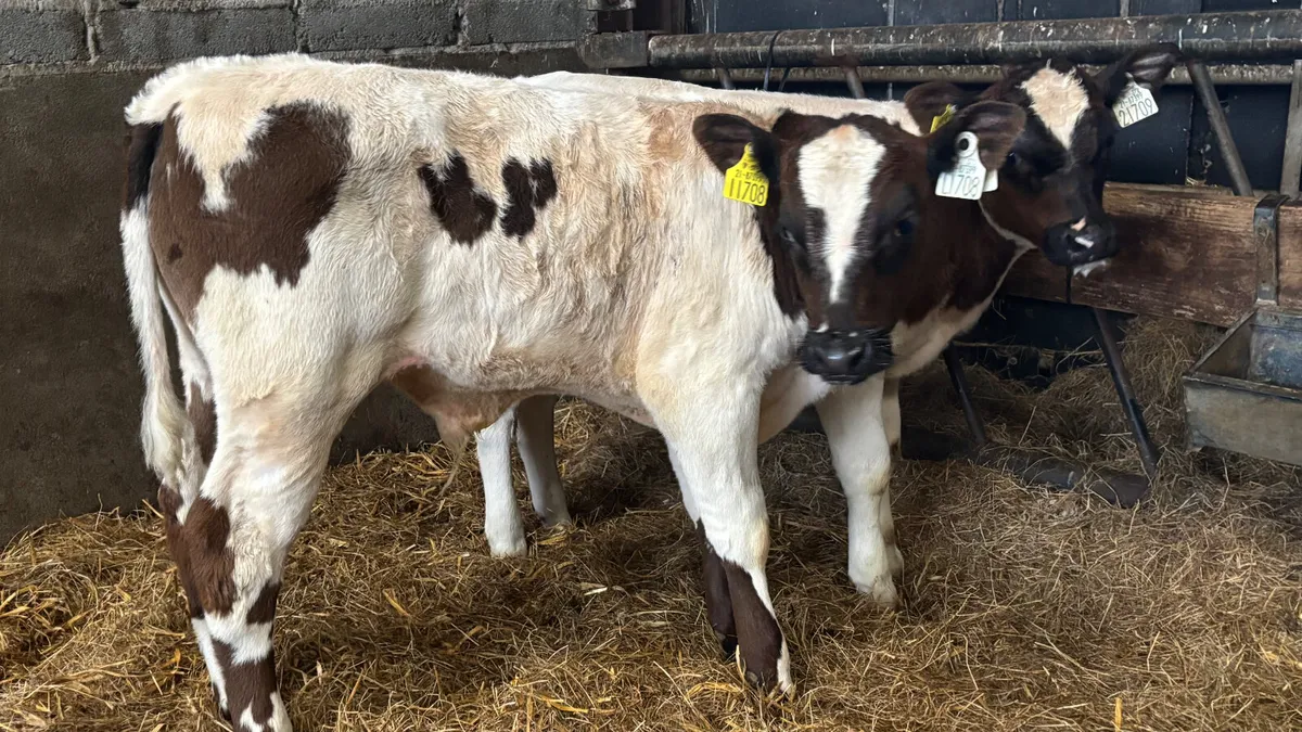 2 Super Belgian Blue Bull Calves - Image 2