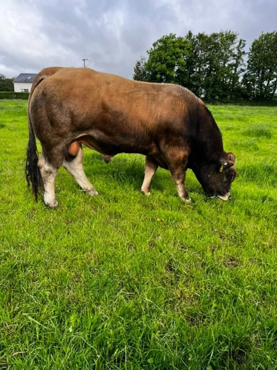 Pedigree Aubrac Bull - Image 1