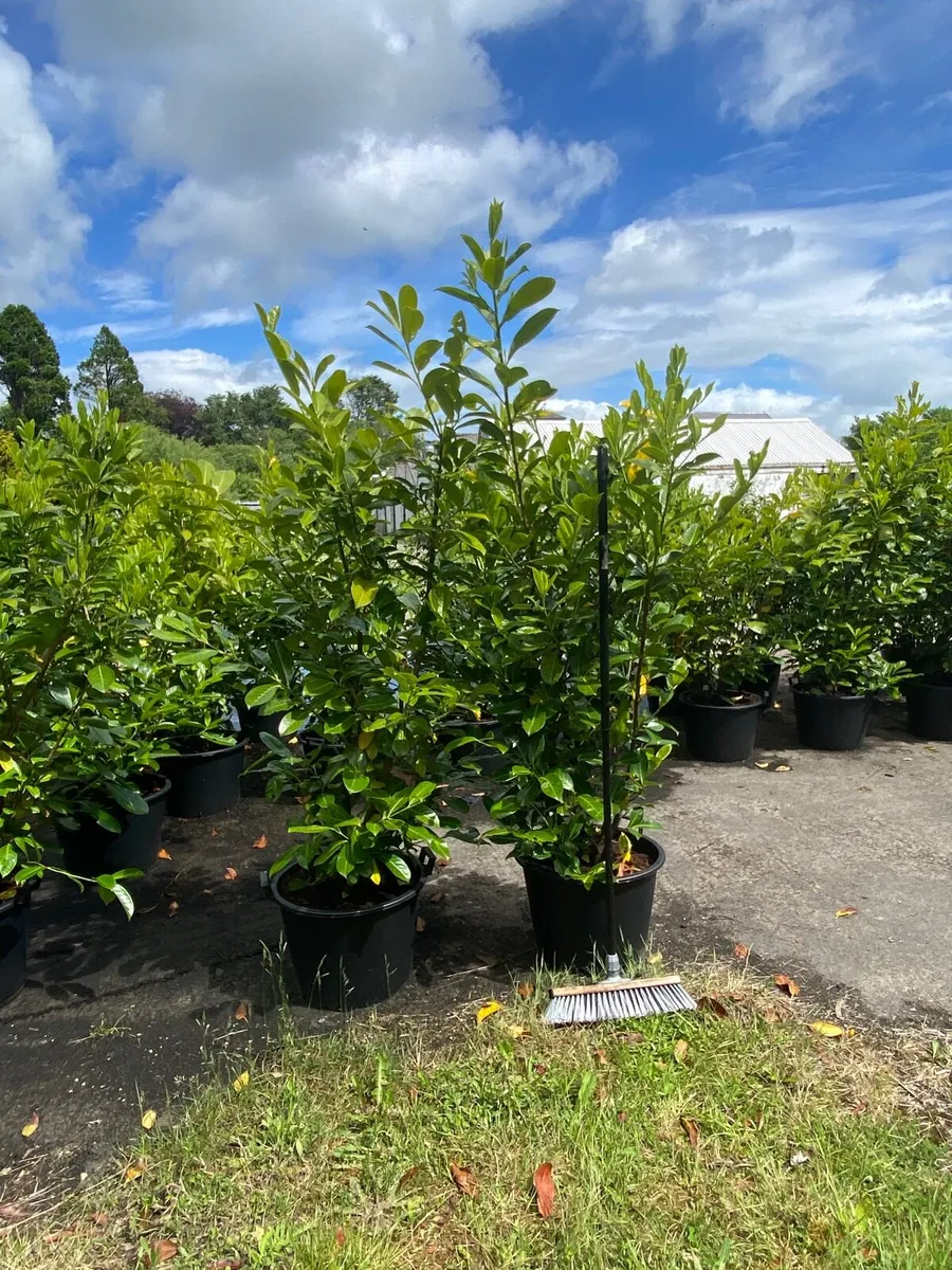 200 MATURE LAUREL 4-5FT PLANTS - Image 1
