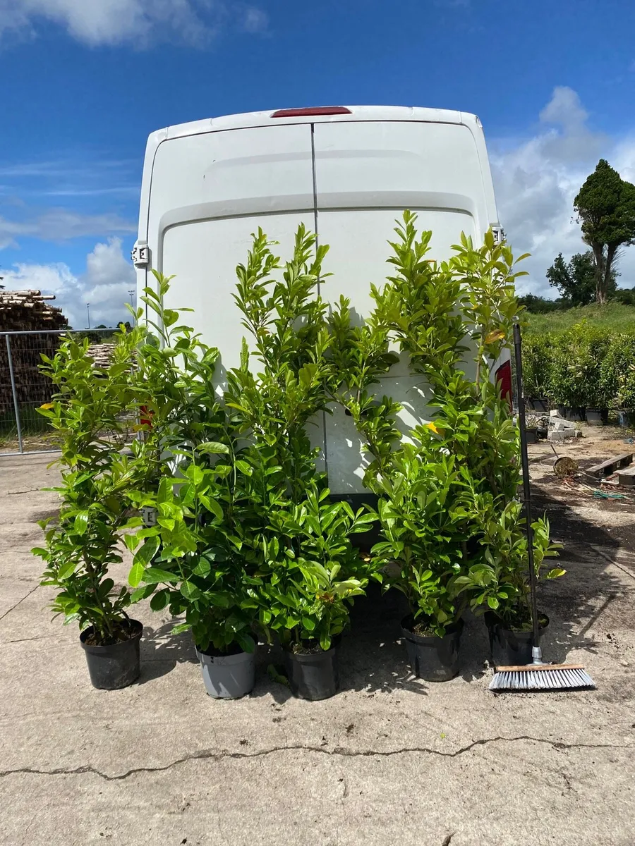 200 MATURE LAUREL 4-5FT PLANTS - Image 4