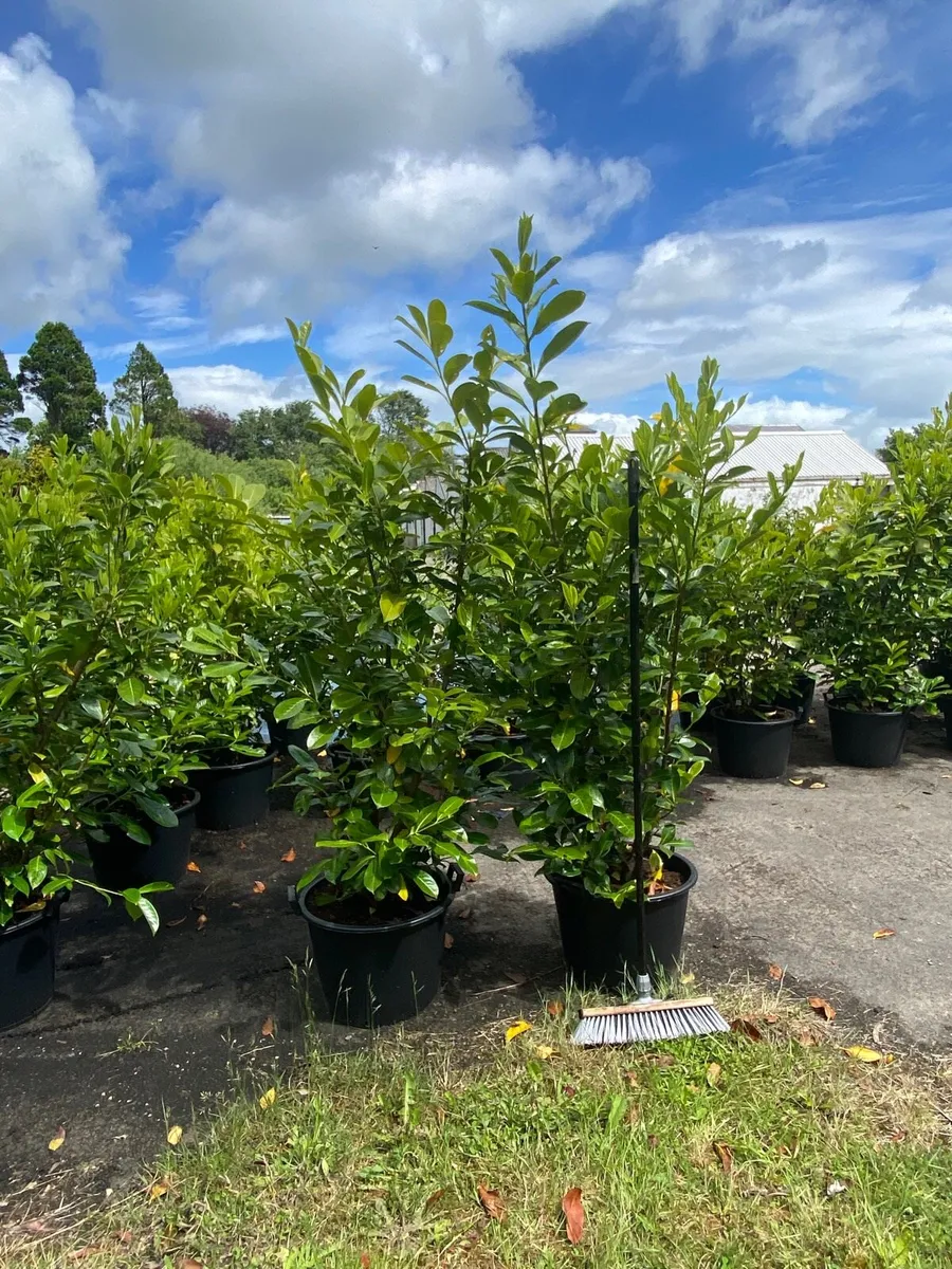 200 MATURE LAUREL 4-5FT PLANTS - Image 2