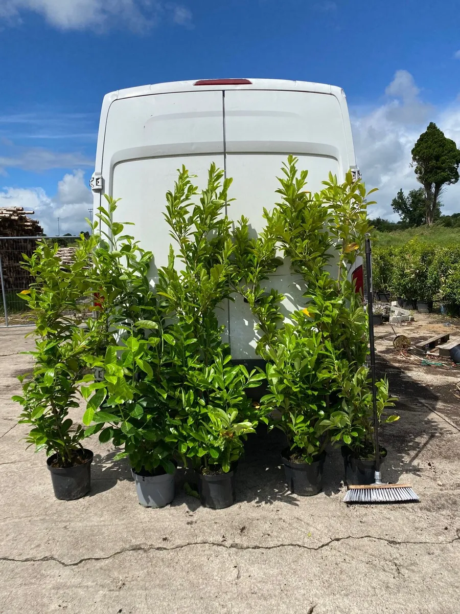 200 MATURE LAUREL 4-5FT PLANTS - Image 3