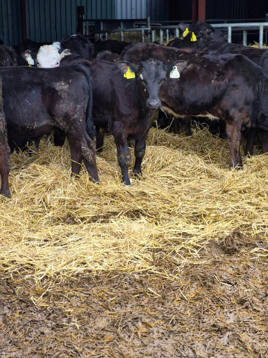 Weanlings - Image 1