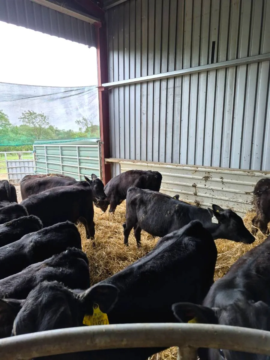 Weanlings - Image 2