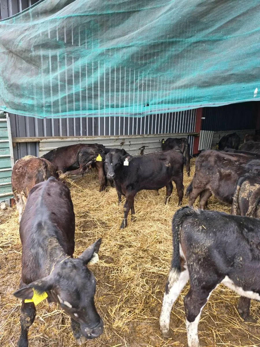Weanlings - Image 3
