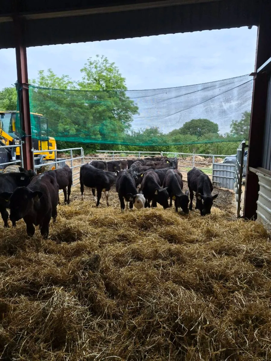 Weanlings - Image 4