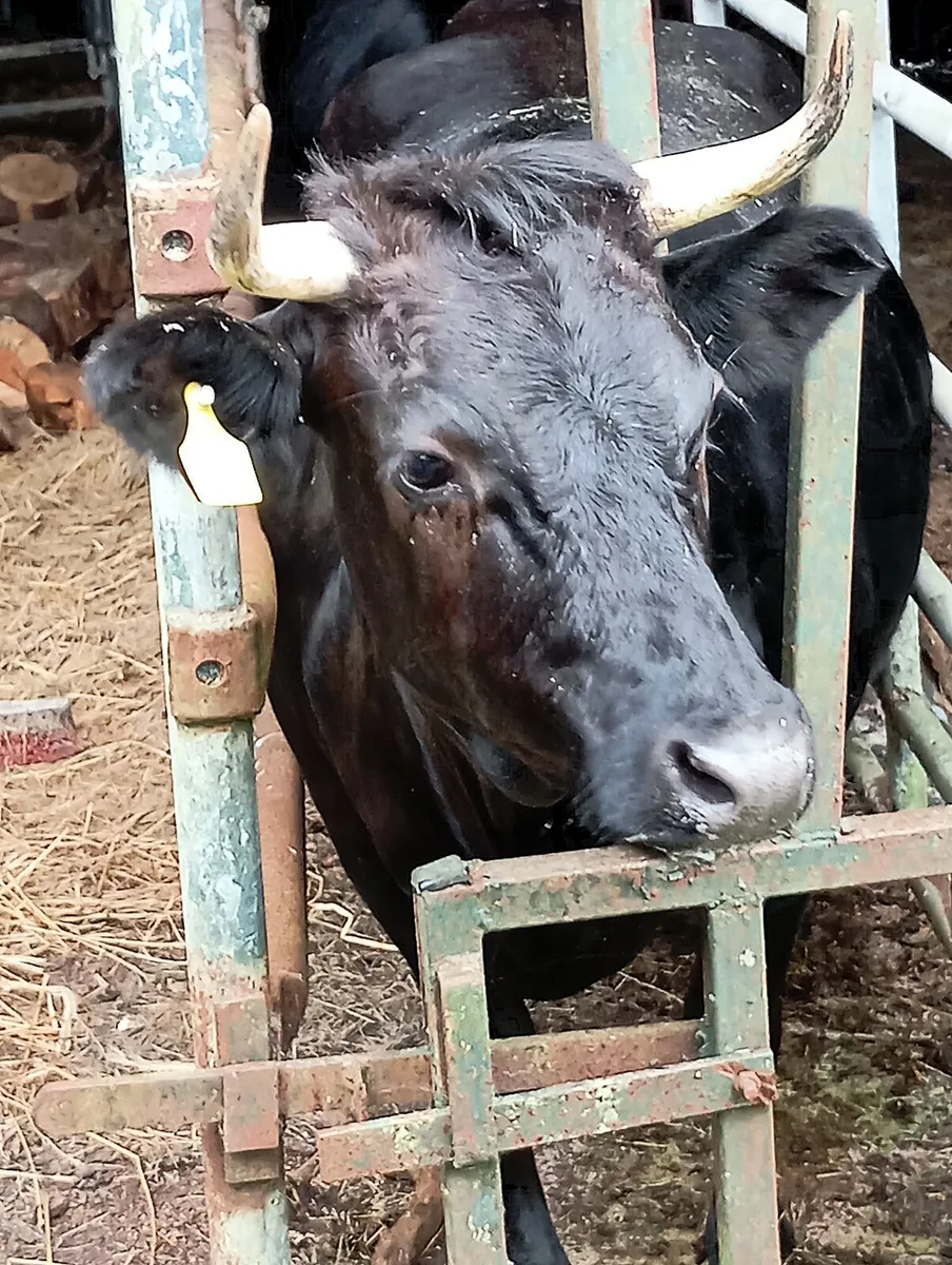 Dexter heifers - Image 1