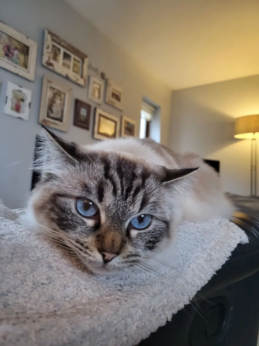 Ragdoll cat - Image 1