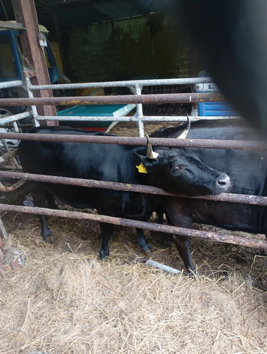 Dexter heifers - Image 2