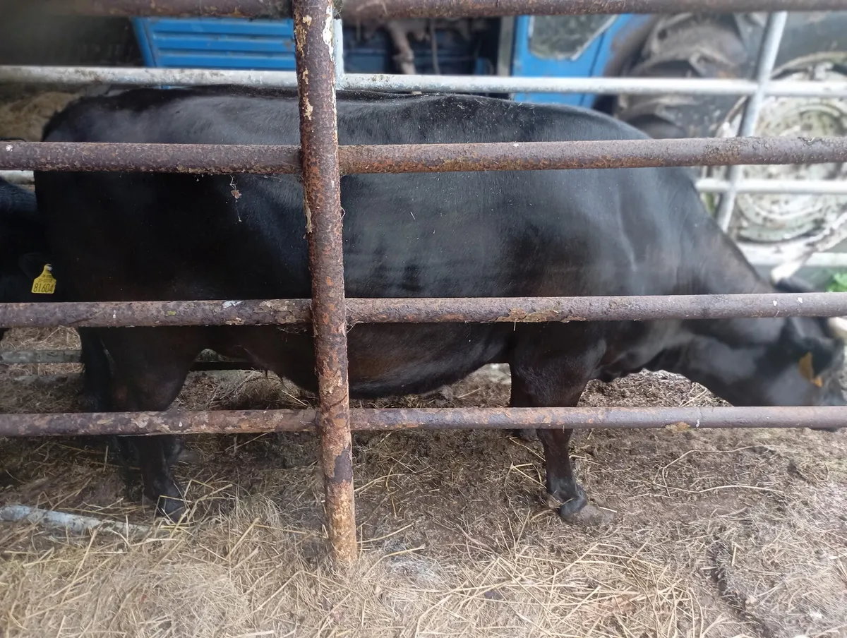 Dexter heifers - Image 3