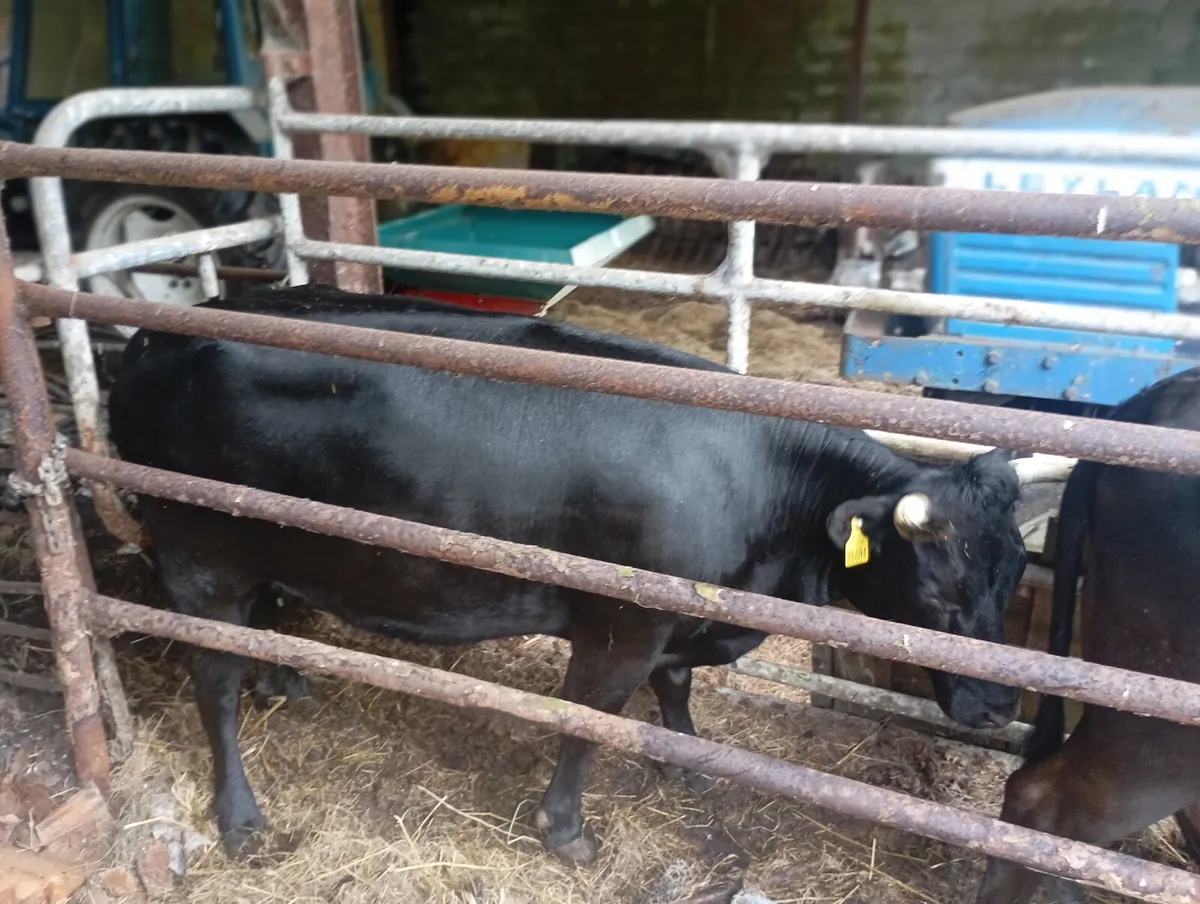 Dexter heifers - Image 4