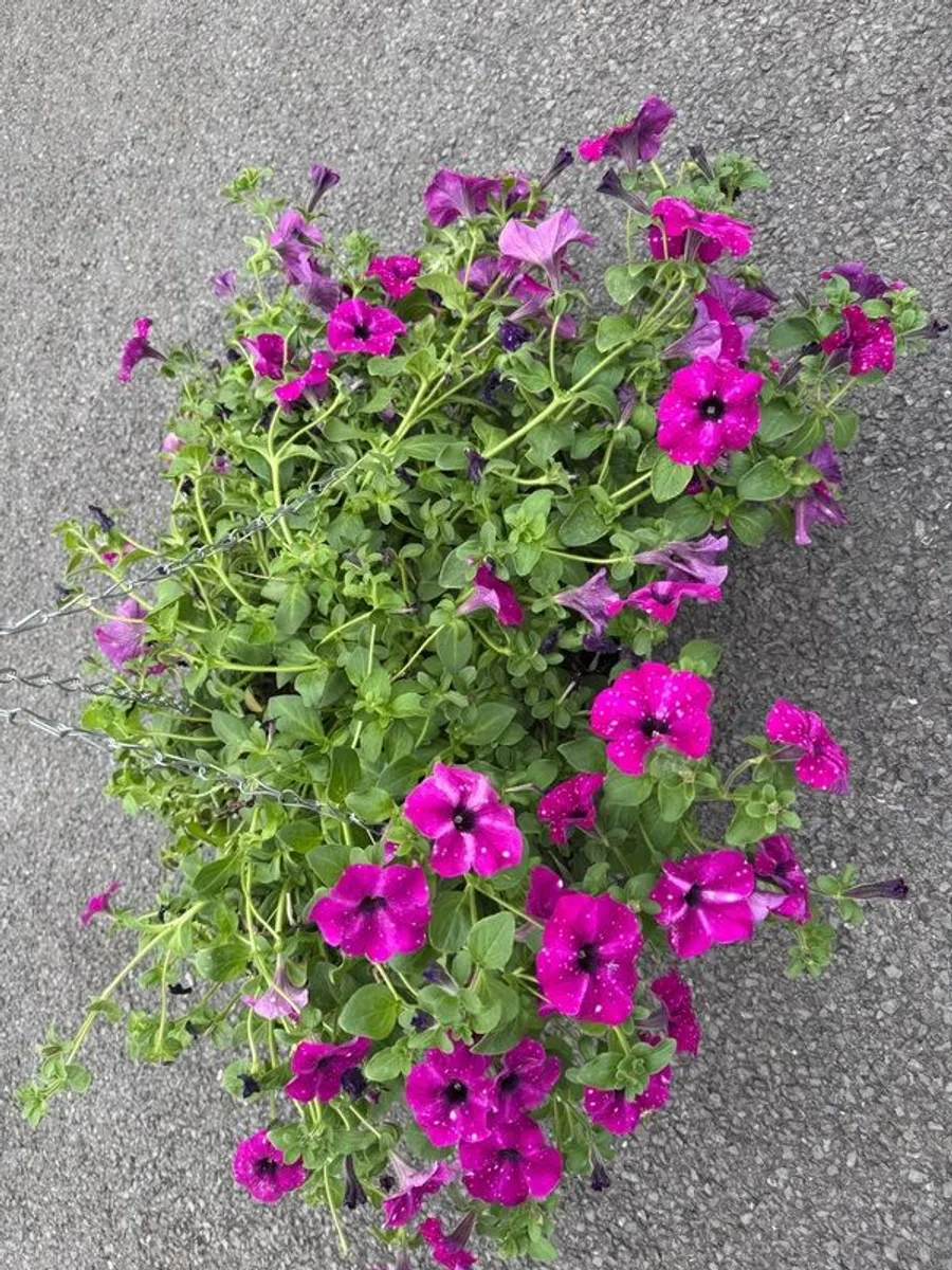 Hanging Flower Basket - Image 1